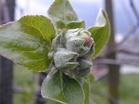 apple
