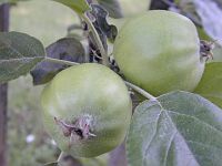 apple