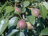 pear