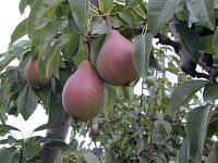 pear