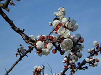 apricot