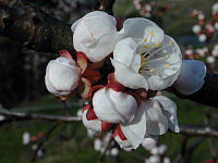 apricot