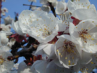 apricot