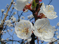 apricot
