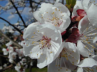 apricot