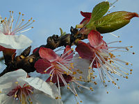apricot