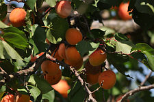 apricot