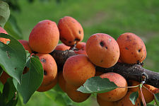 apricot